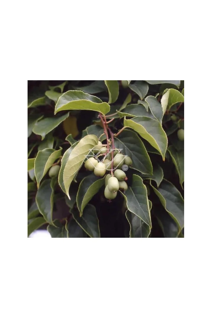 Aktinidia (kiwi) ostrolistna 'Hardy Red' | Actinidia arguta