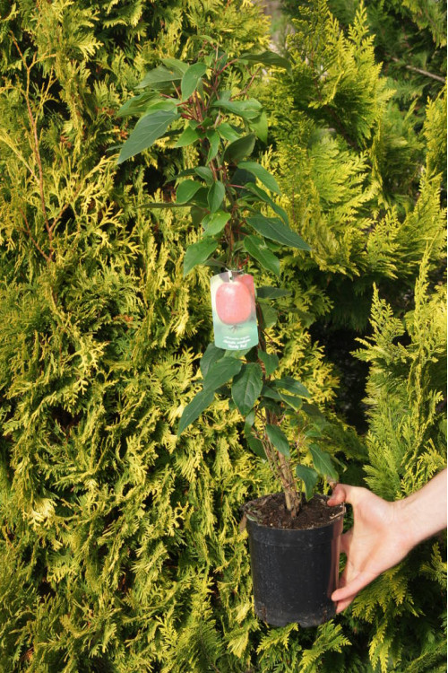 Aktinidia (kiwi) ostrolistna 'Hardy Red' | Actinidia arguta