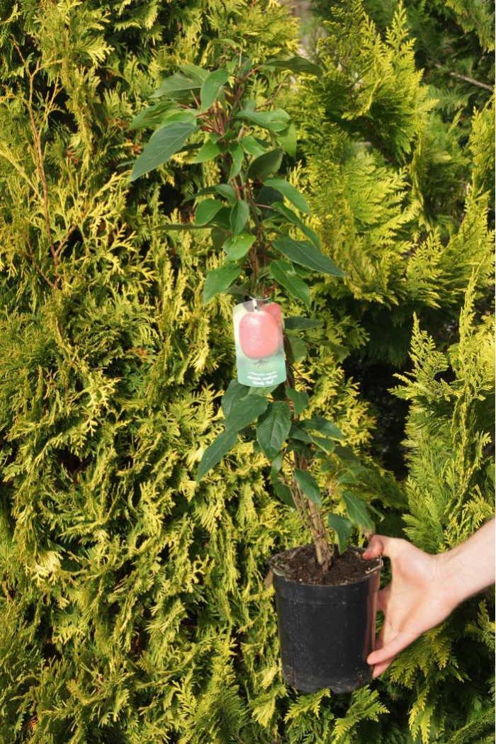 Aktinidia (kiwi) ostrolistna 'Hardy Red' | Actinidia arguta