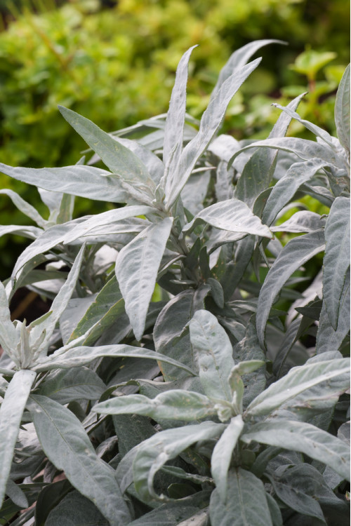 Bylica luizjańska 'Valerie Finnis' | Artemisia ludoviciana