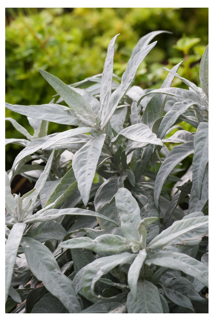 Bylica luizjańska 'Valerie Finnis' | Artemisia ludoviciana