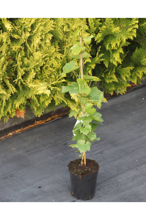 Winorośl 'Isabella' | Vitis