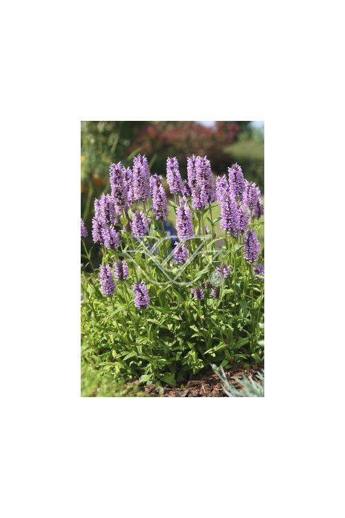 Kocimiętka żyłkowana 'Pink Cat' | Nepeta nervosa