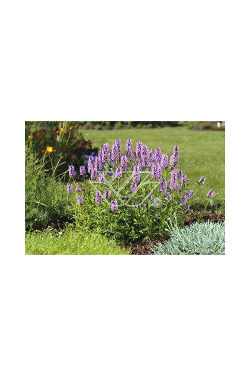 Kocimiętka żyłkowana 'Pink Cat' | Nepeta nervosa