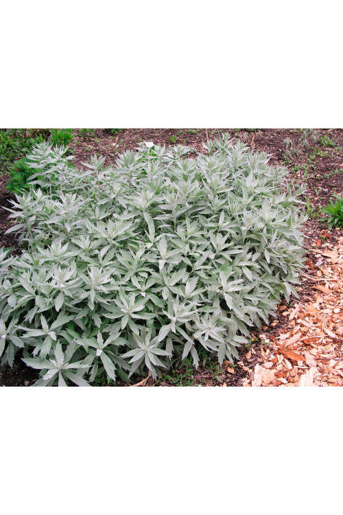 Bylica luizjańska 'Valerie Finnis' | Artemisia ludoviciana