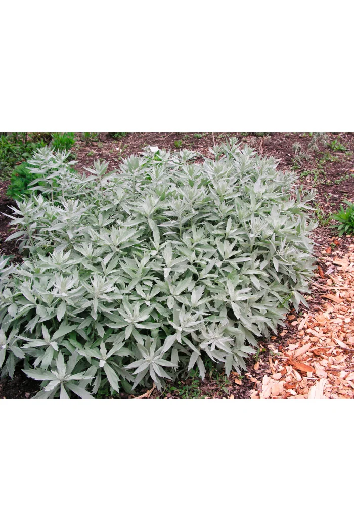 Bylica luizjańska 'Valerie Finnis' | Artemisia ludoviciana