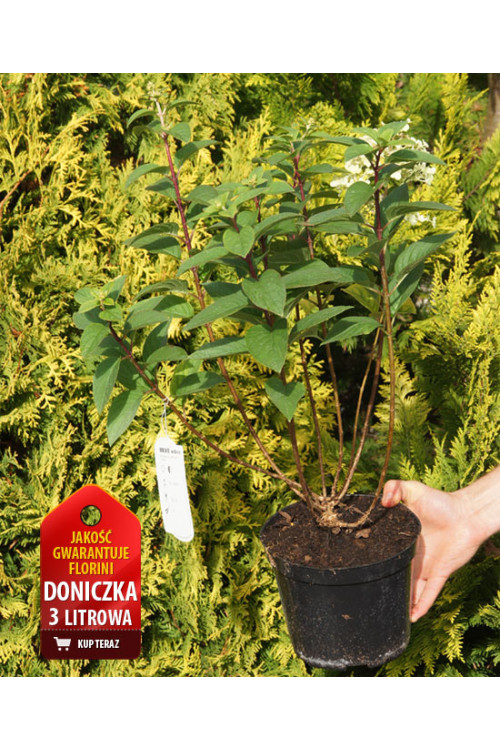 Hortensja bukietowa 'Little Lime' | Hydrangea paniculata