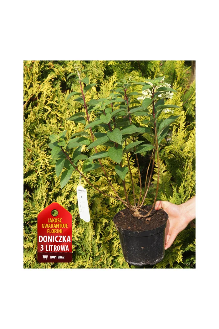 Hortensja bukietowa 'Little Lime' | Hydrangea paniculata