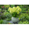 Hortensja bukietowa 'Little Lime' | Hydrangea paniculata
