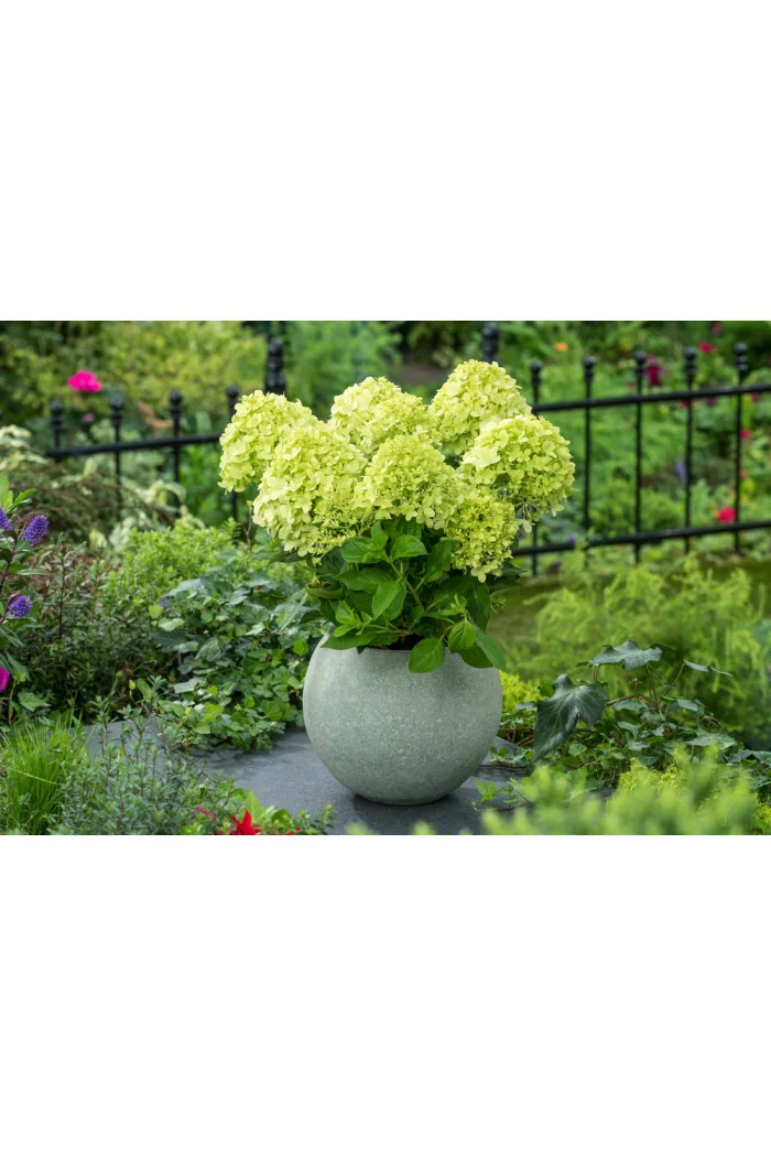 Hortensja bukietowa 'Little Lime' | Hydrangea paniculata