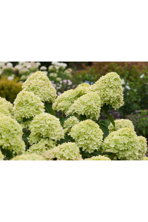 Hortensja bukietowa 'Little Lime' | Hydrangea paniculata