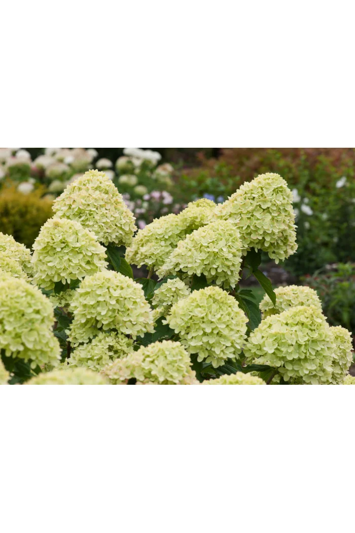Hortensja bukietowa 'Little Lime' | Hydrangea paniculata