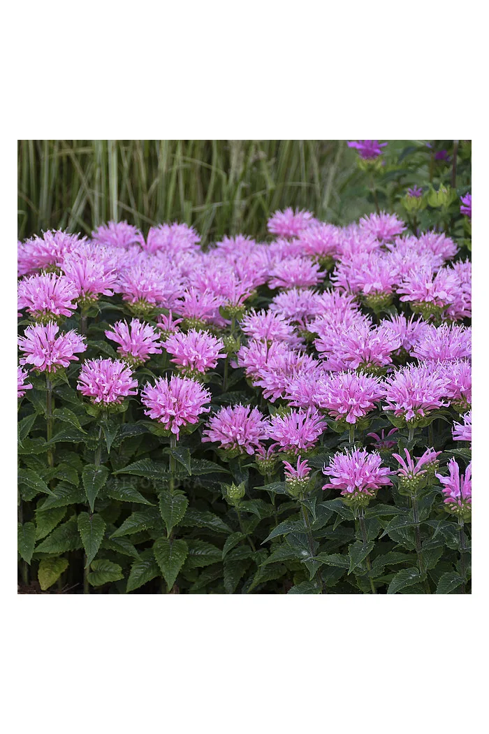 Pysznogłówka 'SUGAR BUZZ Pink Frosting' | Monarda didyma