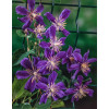 Powojnik 'Arabella' | Clematis