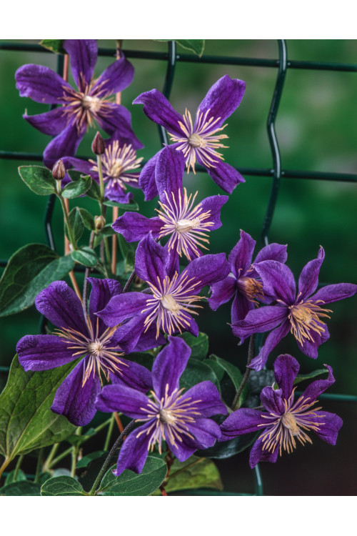 Powojnik 'Arabella' | Clematis