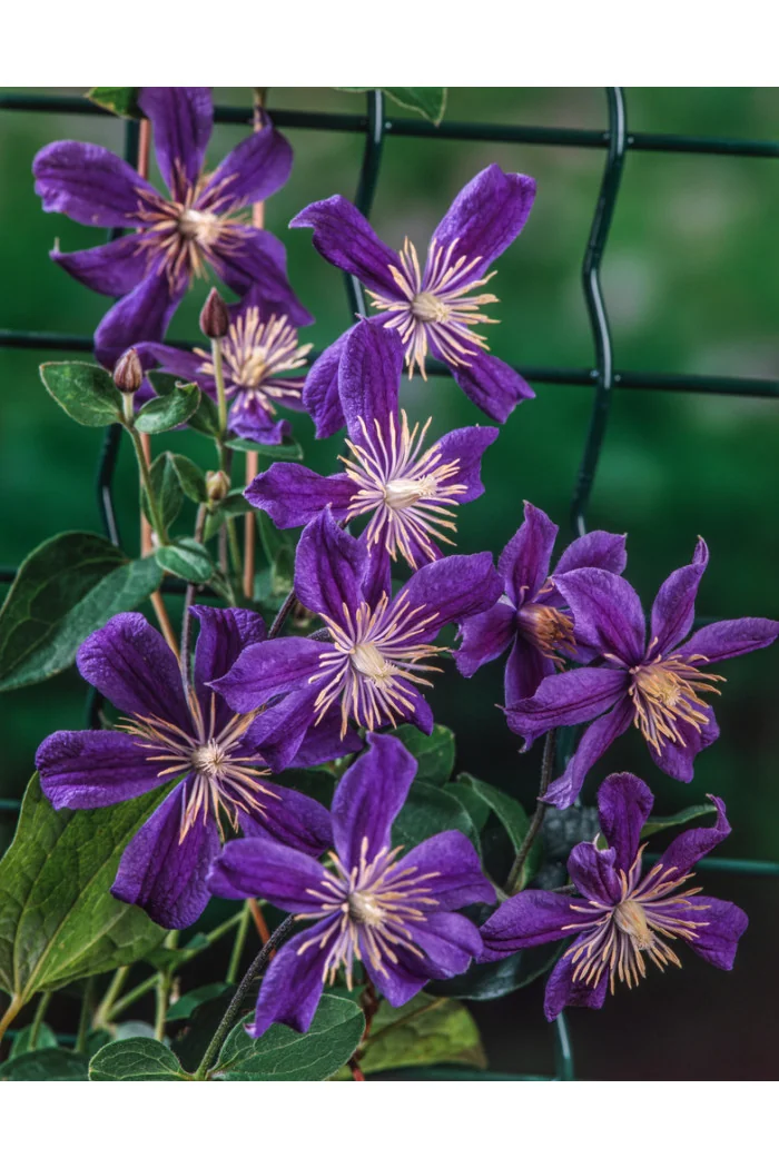 Powojnik 'Arabella' | Clematis