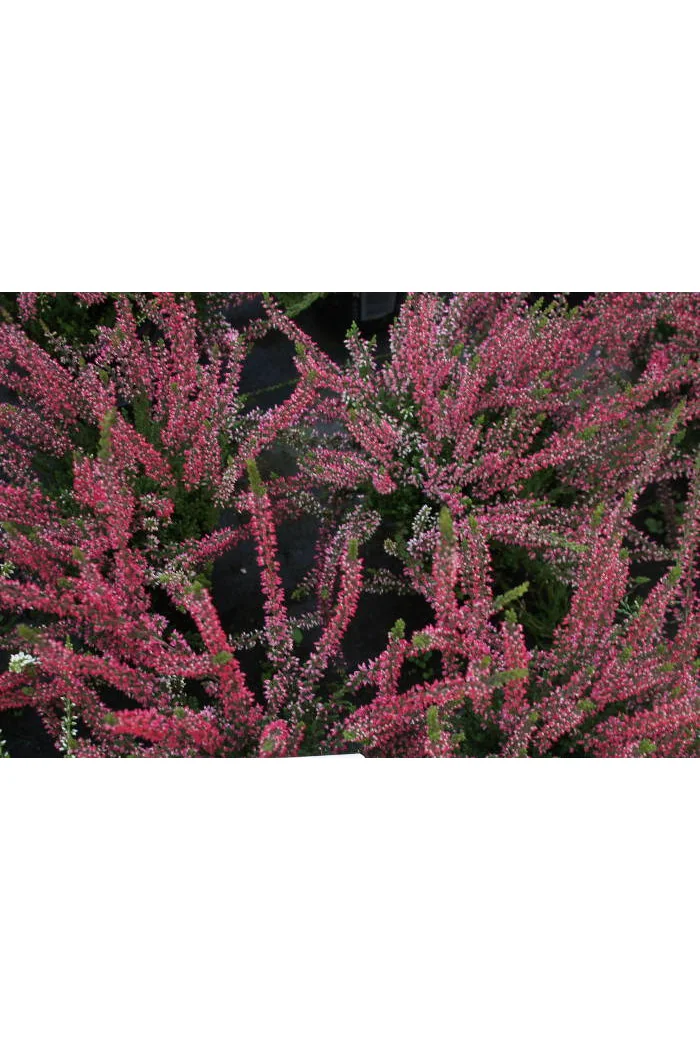 Wrzos 'Larysa' Calluna vulgaris