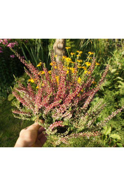 Wrzos 'Larysa' Calluna vulgaris