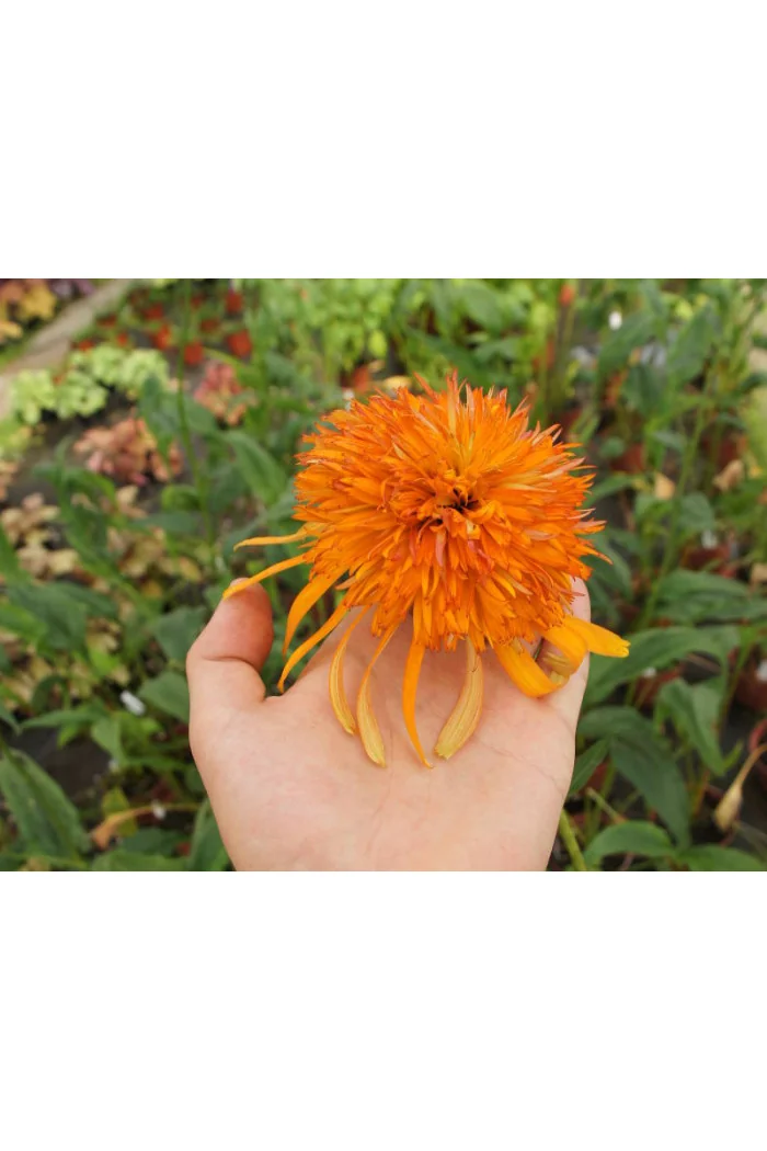 Jeżówka 'Marmalade' Echinacea