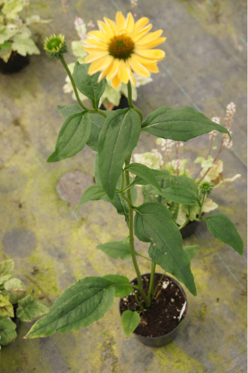 Jeżówka 'Aloha' Echinacea