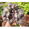 Żurawka 'Plum Royale' Heuchera