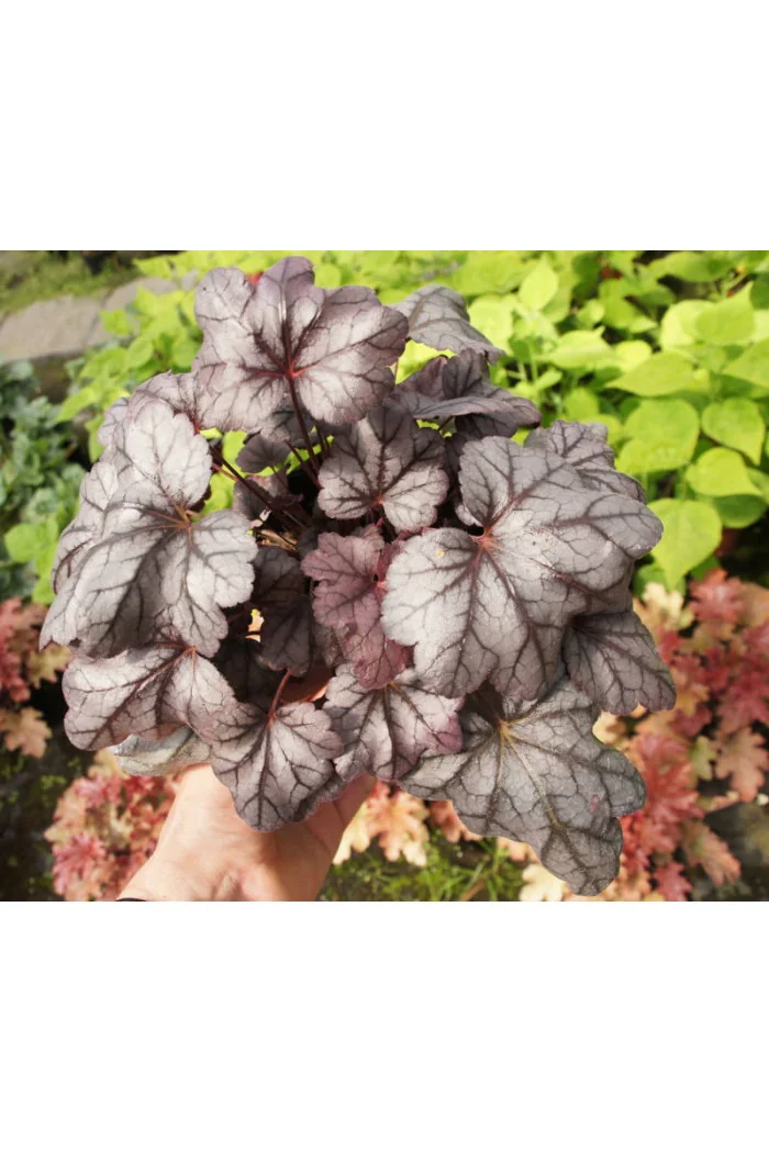 Żurawka 'Plum Royale' Heuchera