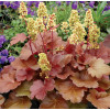 Żurawka 'Little Cutie Blondie' Heuchera