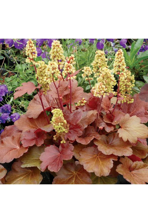 Żurawka 'Little Cutie Blondie' Heuchera