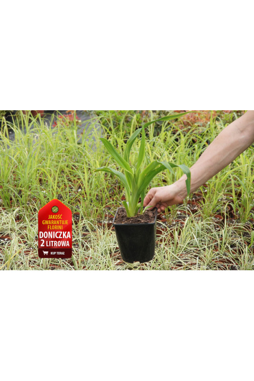 Liliowiec 'Starling' | Hemerocallis