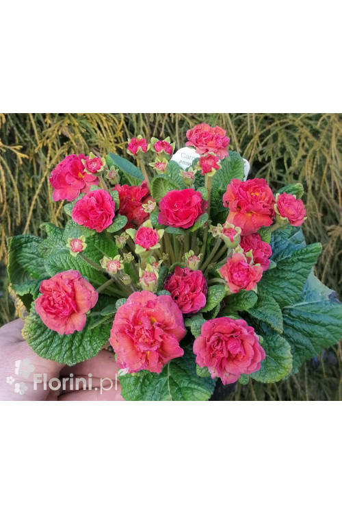 Pierwiosnek 'Belarina® Carmen' | Primula