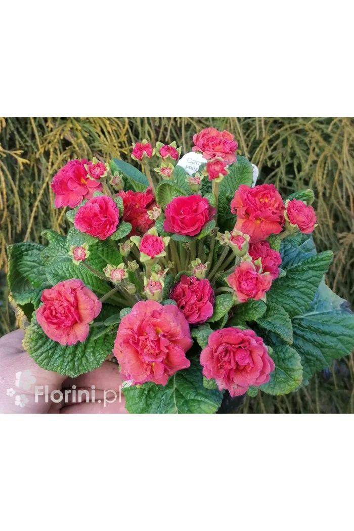 Pierwiosnek 'Belarina® Carmen' | Primula