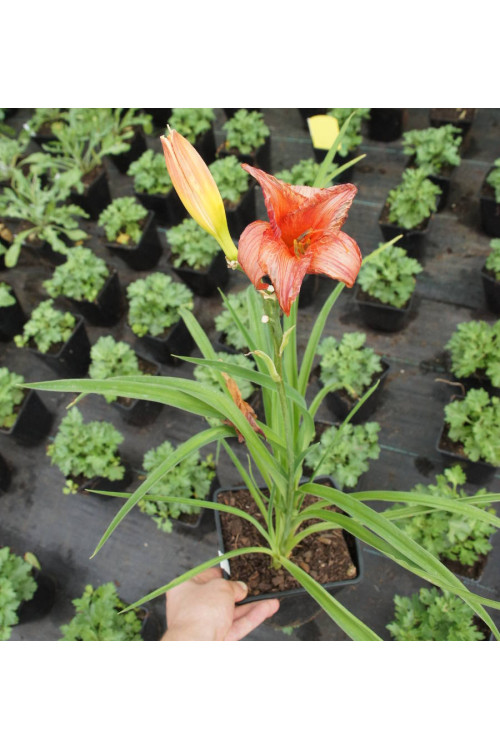 Liliowiec 'Strawberry Candy' | Hemerocallis