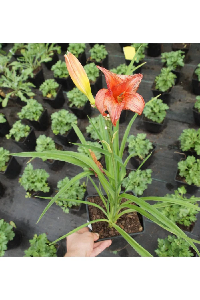 Liliowiec 'Strawberry Candy' | Hemerocallis