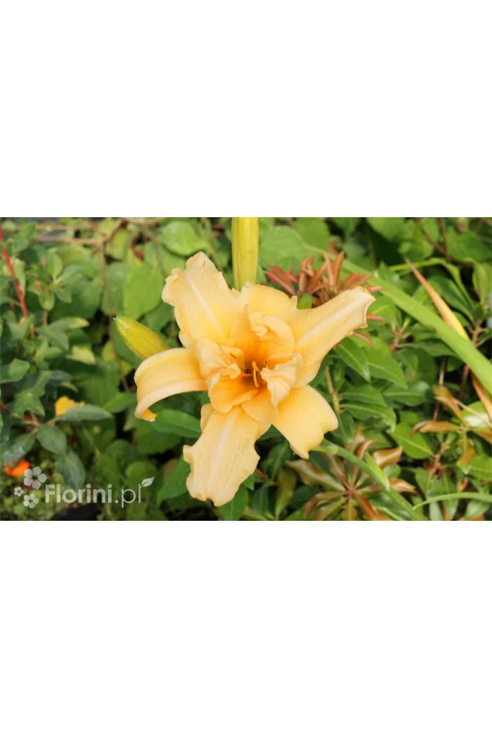 liliowiec, hemerocallis