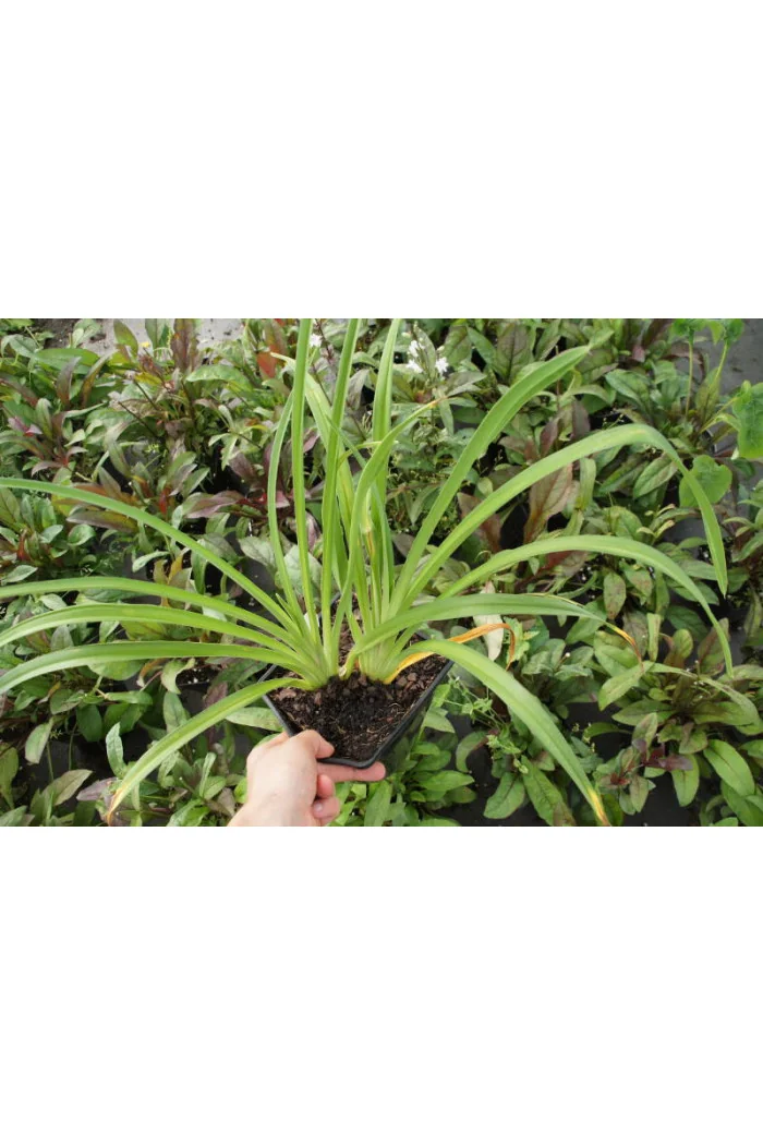 Liliowiec 'Ed Murray' Hemerocallis