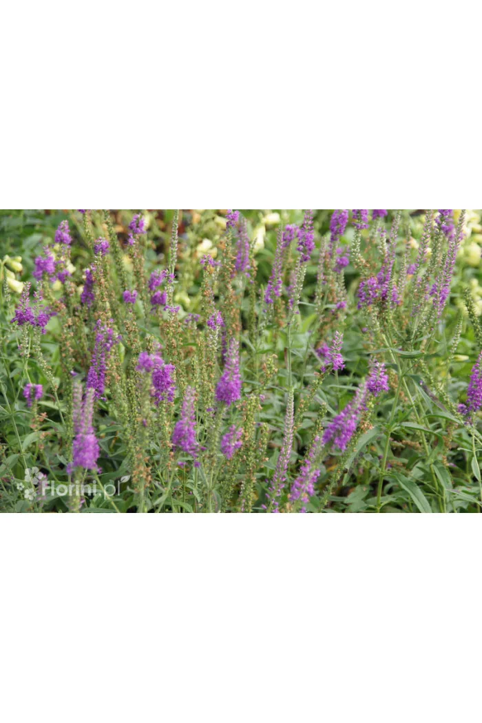 Przetacznik długolistny 'Eveline' Veronica longifolia