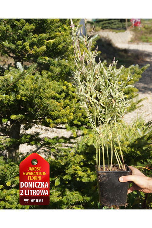 Odętka wirginijska 'Variegata' | Physostegia virginiana