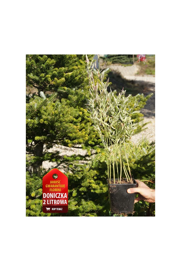 Odętka wirginijska 'Variegata' | Physostegia virginiana