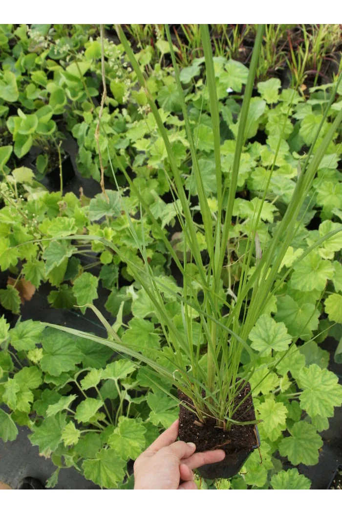 Rozplenica japońska 'Moudry' | Pennisetum alopecuroides