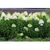 Hortensja bukietowa 'Limelight' | Hydrangea paniculata