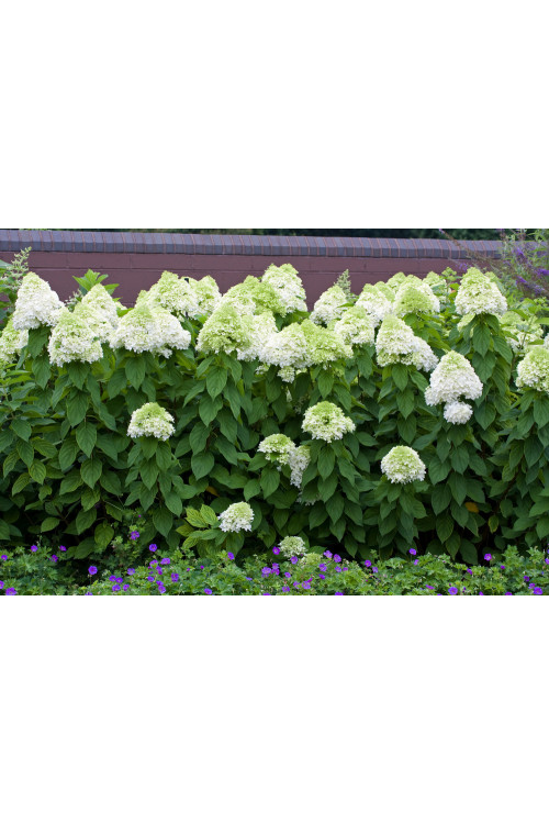 Hortensja bukietowa 'Limelight' | Hydrangea paniculata