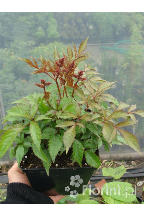 Tawułka arendsa 'Mainz' | Astilbe arendsii