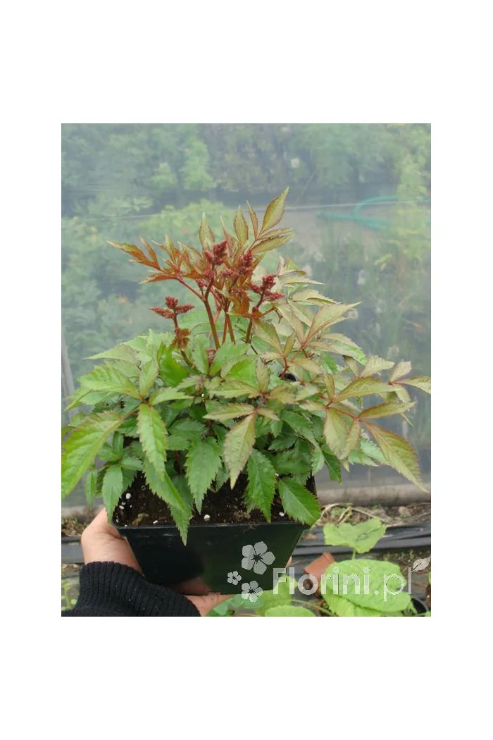 Tawułka arendsa 'Mainz' | Astilbe arendsii