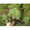 Bodziszek 'Splish Splash' Geranium pratense
