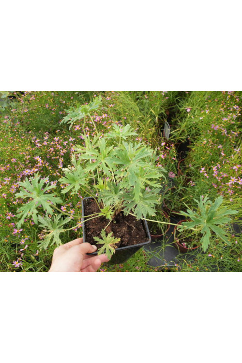 Bodziszek 'Splish Splash' Geranium pratense