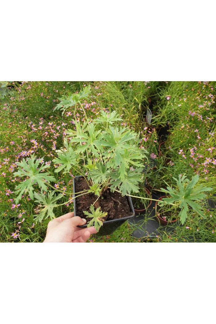 Bodziszek 'Splish Splash' Geranium pratense