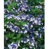 Hortensja piłkowana 'Blue Bird' Hydrangea serrata