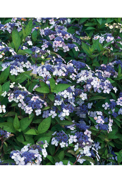 Hortensja piłkowana 'Blue Bird' Hydrangea serrata