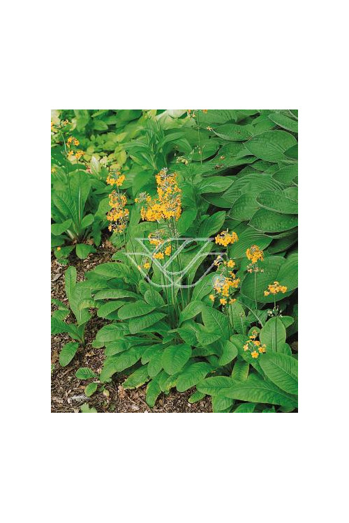 Pierwiosnek bulleya Primula bulleyana