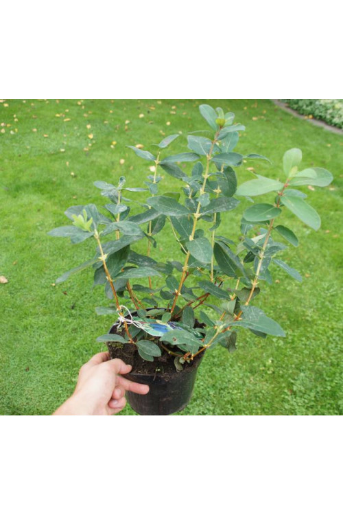 Jagoda kamczacka 'Wojtek' Lonicera coerulea var. Kamtschatica